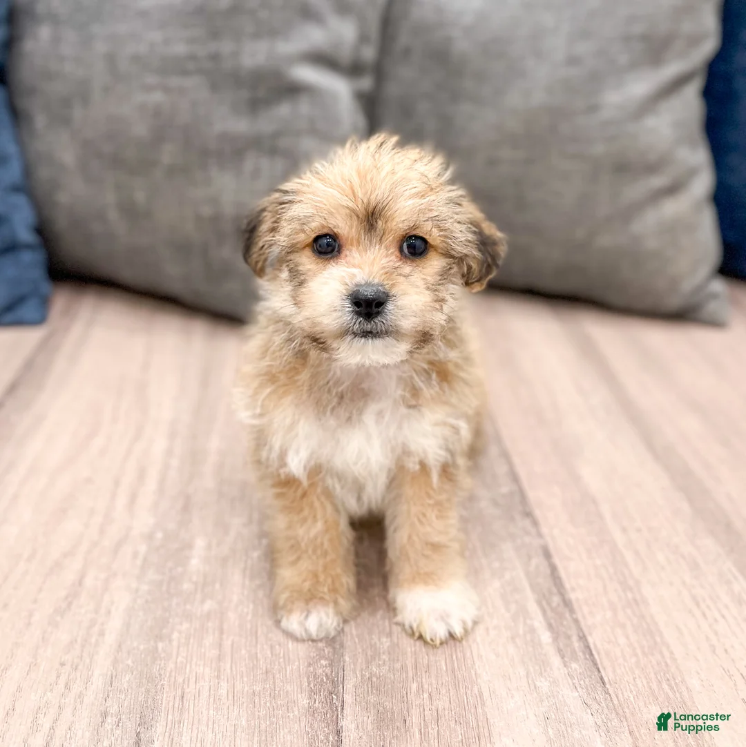 Yochon dogs for sale: Molly - Ad 1