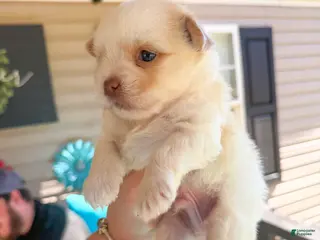 Maltese dogs Maltese Puppy 1 - Ad 1