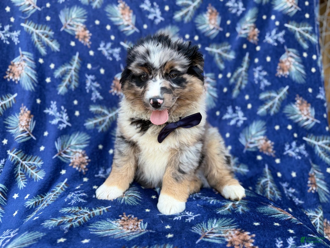 Miniature Australian Shepherd dogs for sale: Taco - Ad 1