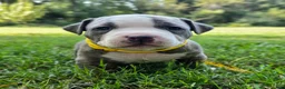 American Bully dogs for sale: American Bully 5 - Ad 2