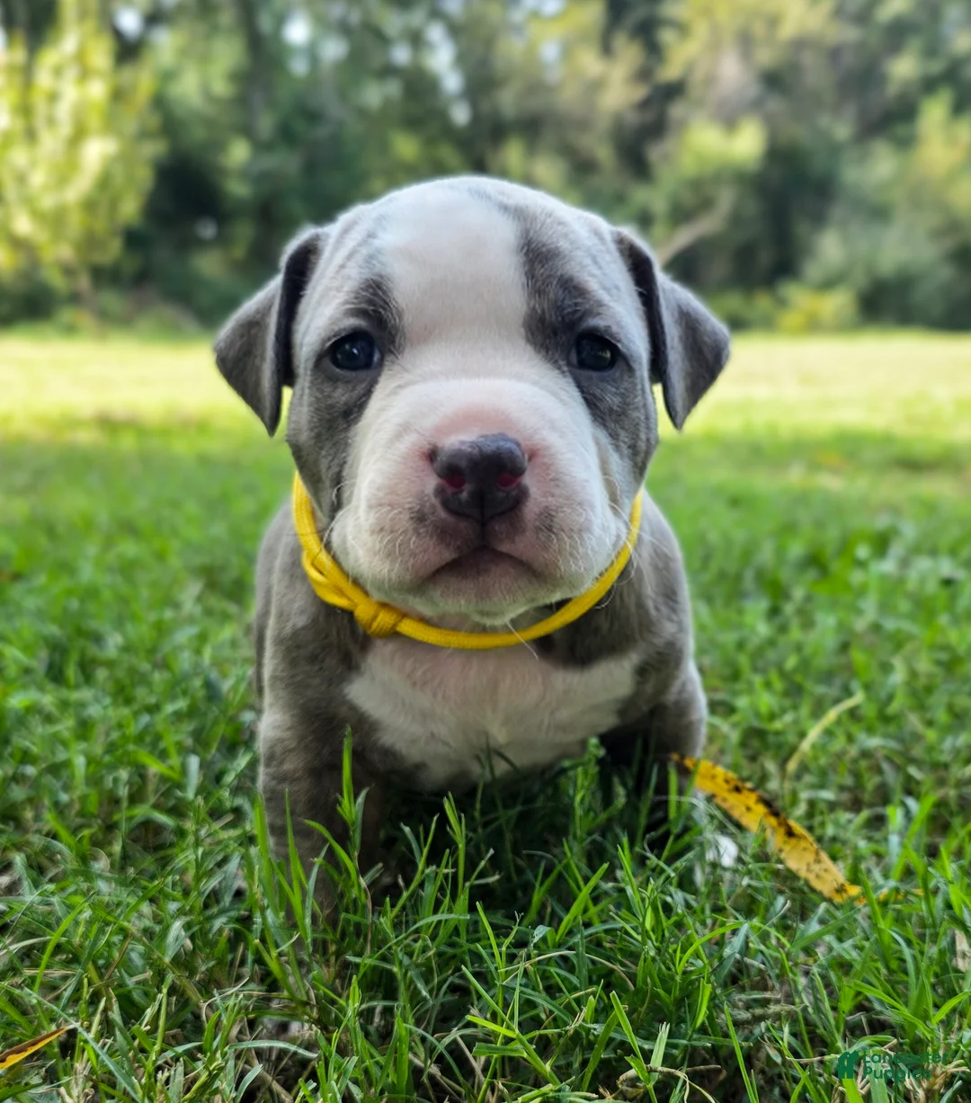 American Bully dogs for sale: American Bully 5 - Ad 2