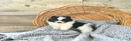 Pomeranian dogs for sale: Anson - Ad 1