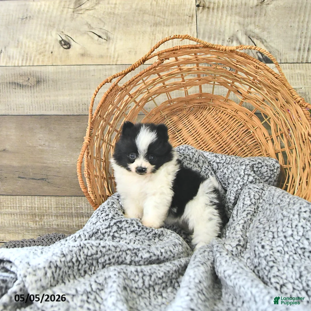Pomeranian dogs for sale: Anson - Ad 1