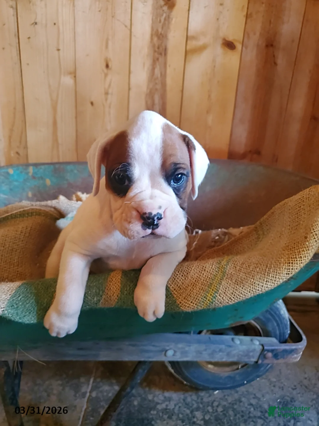 Boxer dogs for sale: Chester - Ad 1
