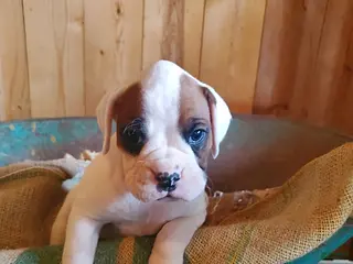 Boxer dogs for sale: Chester - Ad 2