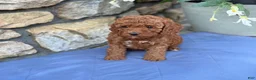 Miniature Poodle dogs for sale: Murphy - Ad 9