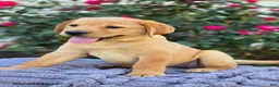 Labrador Retriever dogs for sale: Sierra - Ad 2