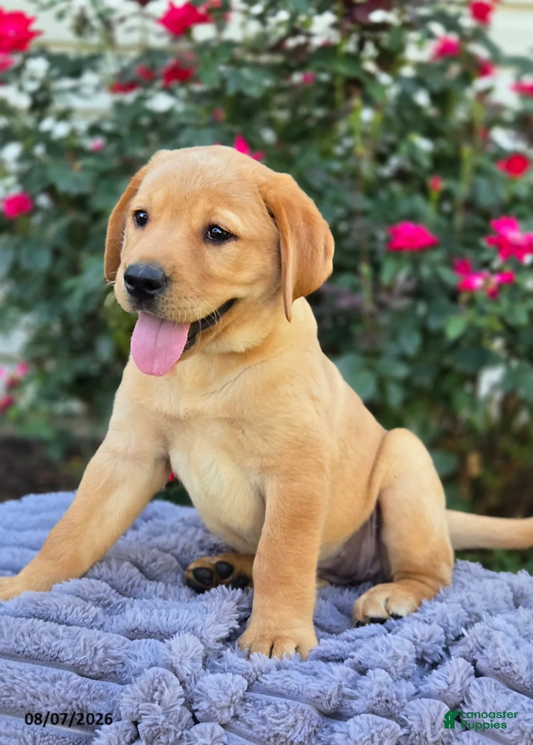 Labrador Retriever dogs for sale: Sierra - Ad 2
