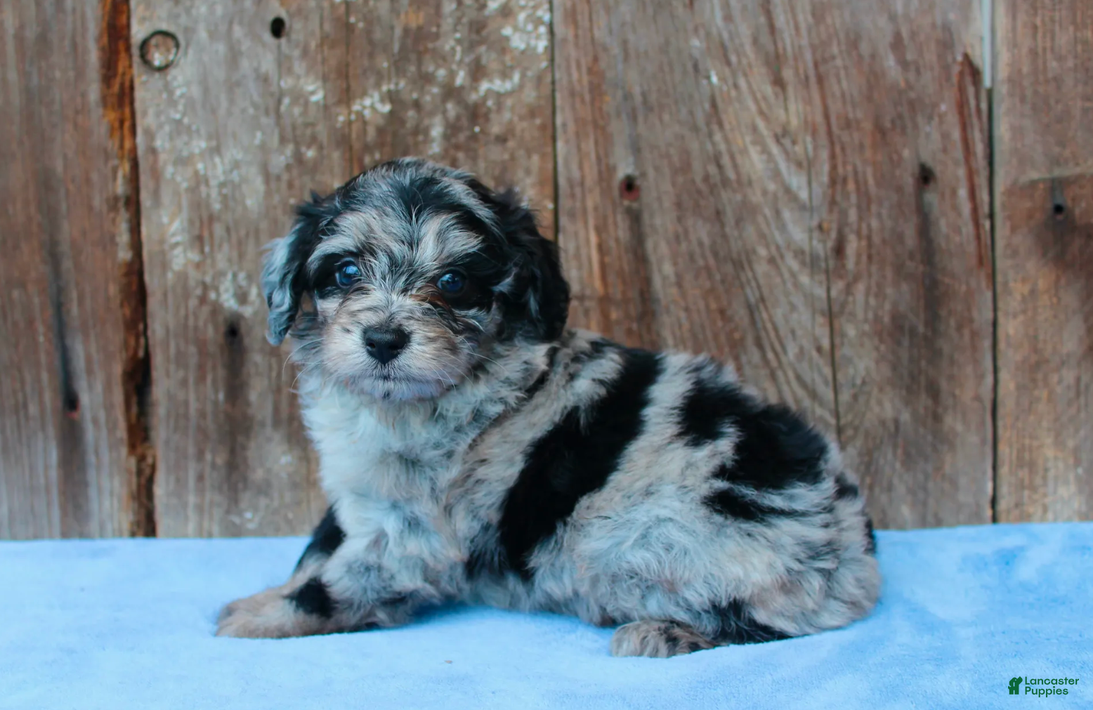 Aussiedoodle dogs Chrissy - Ad 2