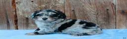 Aussiedoodle dogs for sale: Chrissy - Ad 2