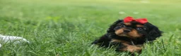 Cavalier King Charles Spaniel dogs for sale: Romeo 🐶 - Ad 9