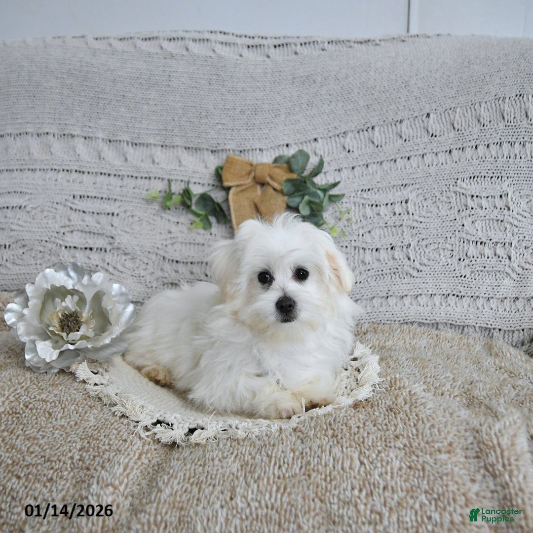 Maltese dogs for sale: Elf - Ad 3