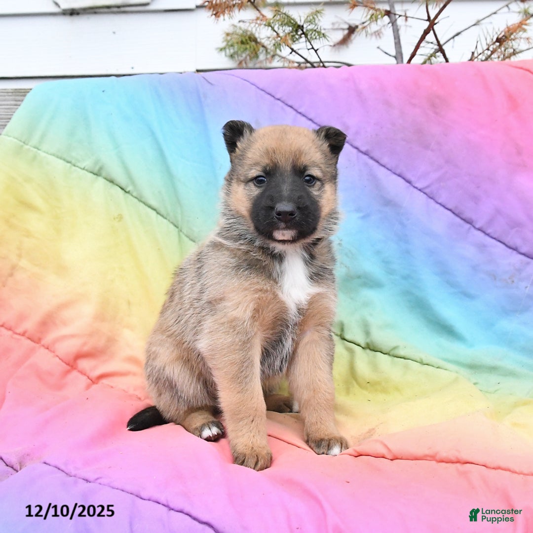 Mixed Breed dogs for sale: Beauty - Ad 1