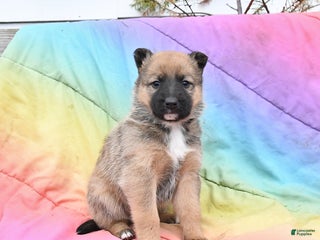 Mixed Breed dogs Beauty - Ad 8