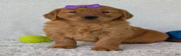 Golden Retriever dogs for sale: Miss Summer  - Ad 15