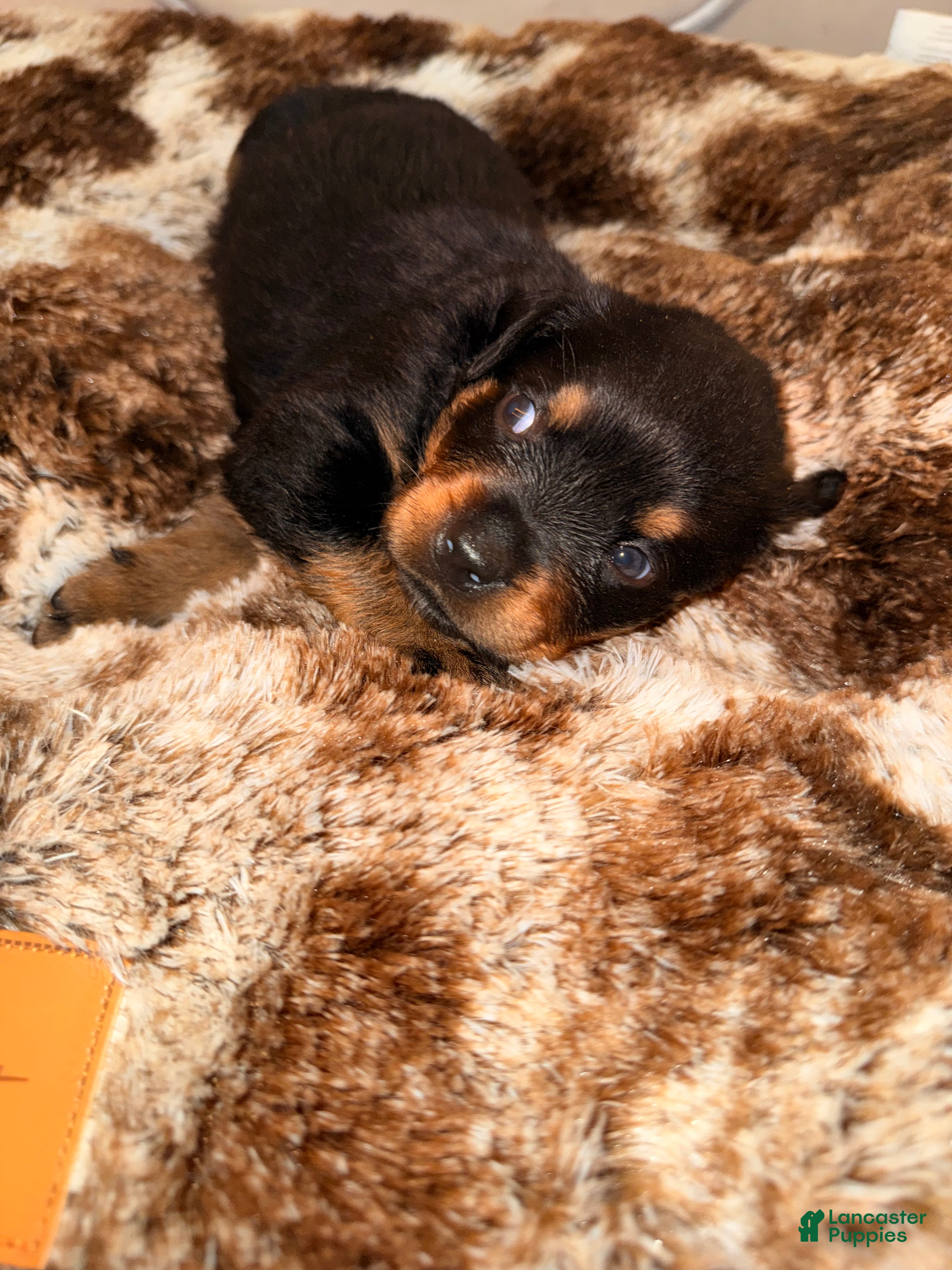 Rottweiler dogs Bella - Ad 31