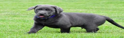 Labrador Retriever dogs for sale: Reno - Ad 11