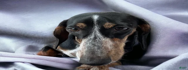 Dotsie