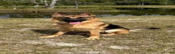 German Shepherd dogs for sale: 8 German Shepherd Puppies!  - Ad 9
