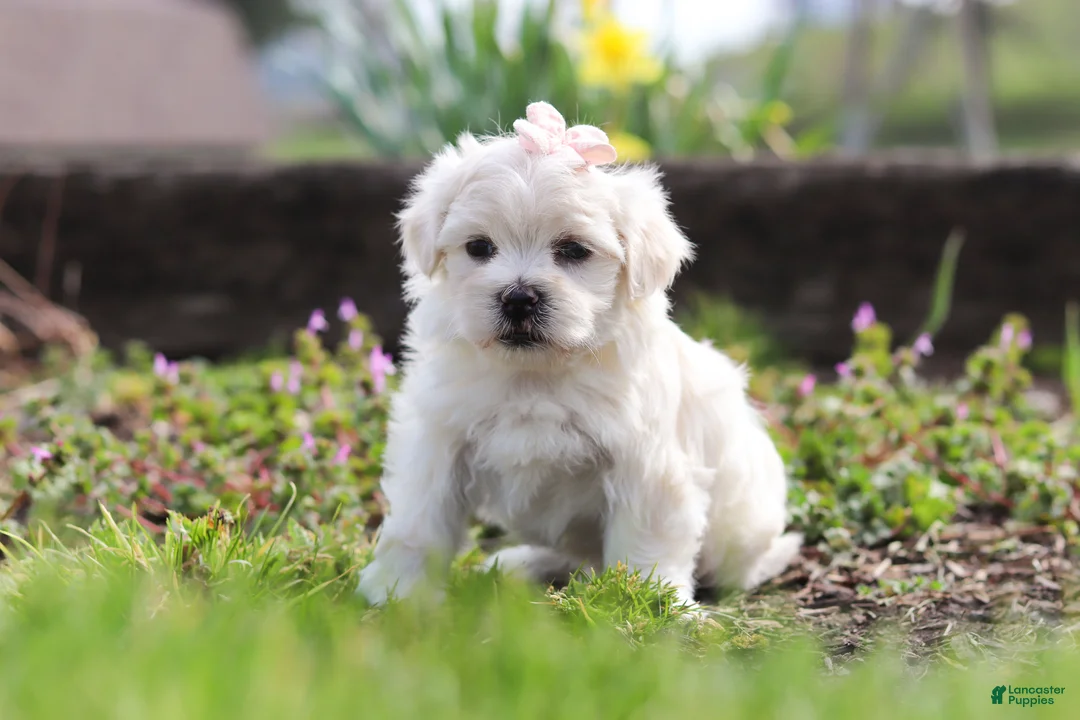 Morkie dogs for sale: Pearl - Ad 2