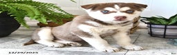 Siberian Husky dogs for sale: Pebble  - Ad 3