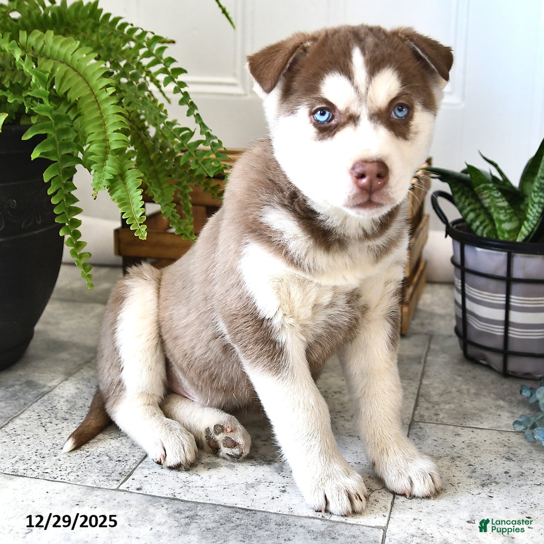 Siberian Husky dogs for sale: Pebble  - Ad 3