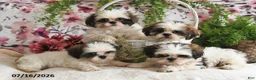 Shih Tzu dogs for sale: Kate - Ad 3