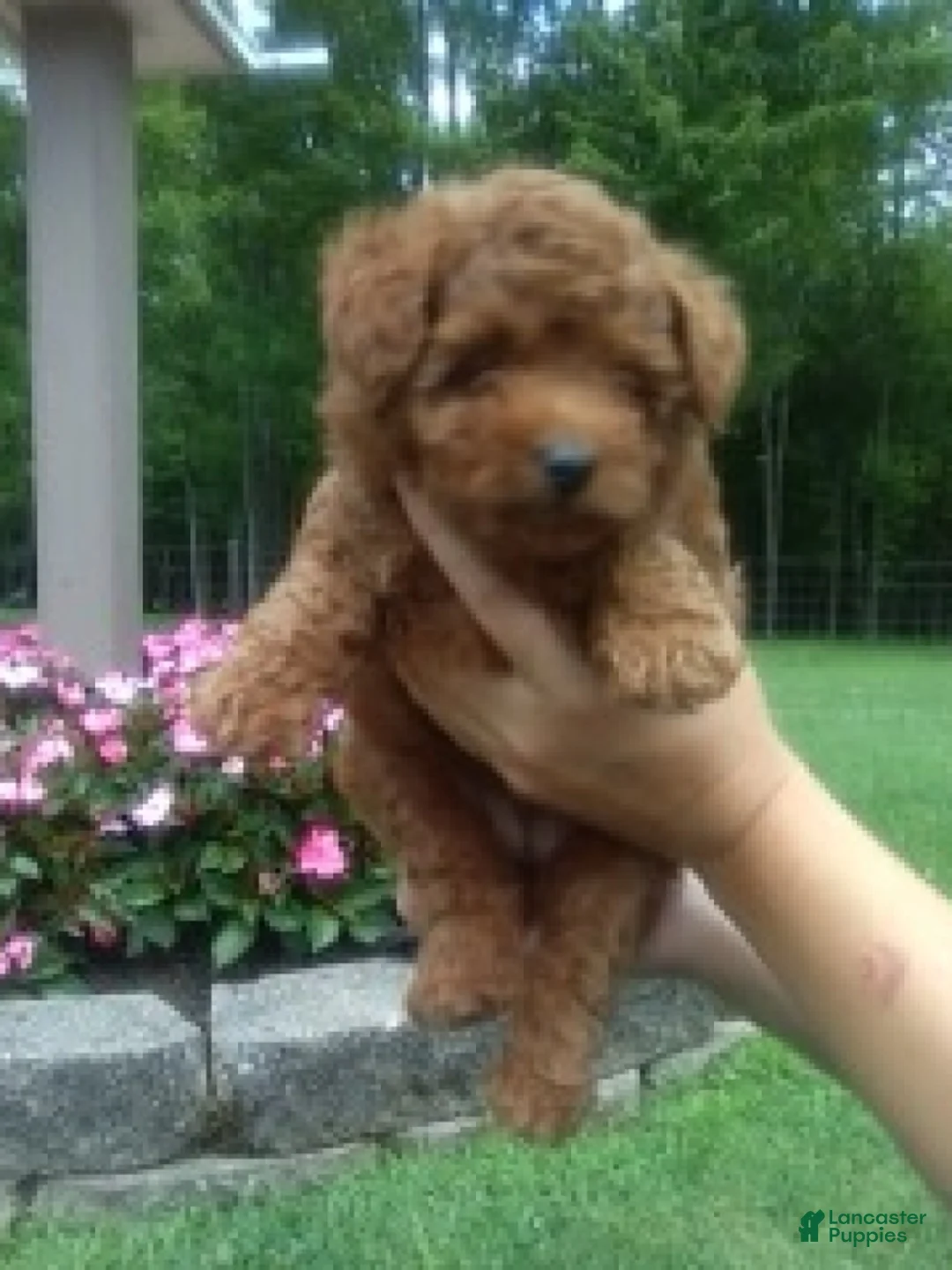 Mini Goldendoodle dogs for sale: Cinnamon - Ad 2
