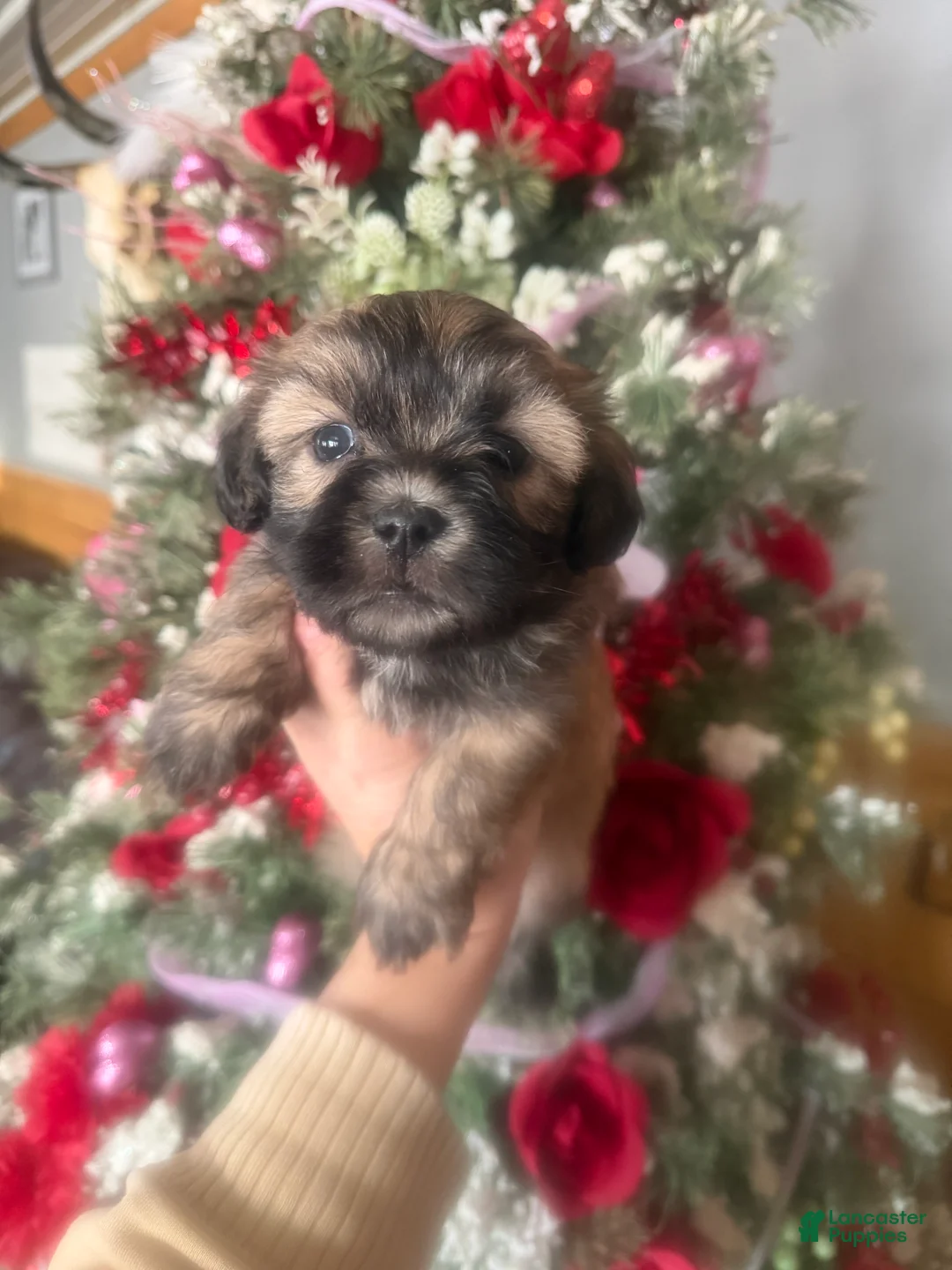 Malshi dogs for sale: Malshi Puppy 4 - Ad 1