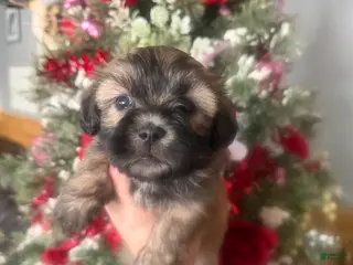 Malshi dogs Malshi Puppy 4 - Ad 11