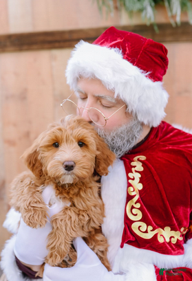 Goldendoodle dogs Espresso - Ad 1