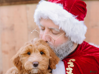 Goldendoodle dogs Espresso - Ad 30