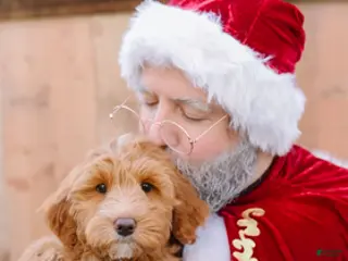 Goldendoodle dogs Espresso - Ad 1