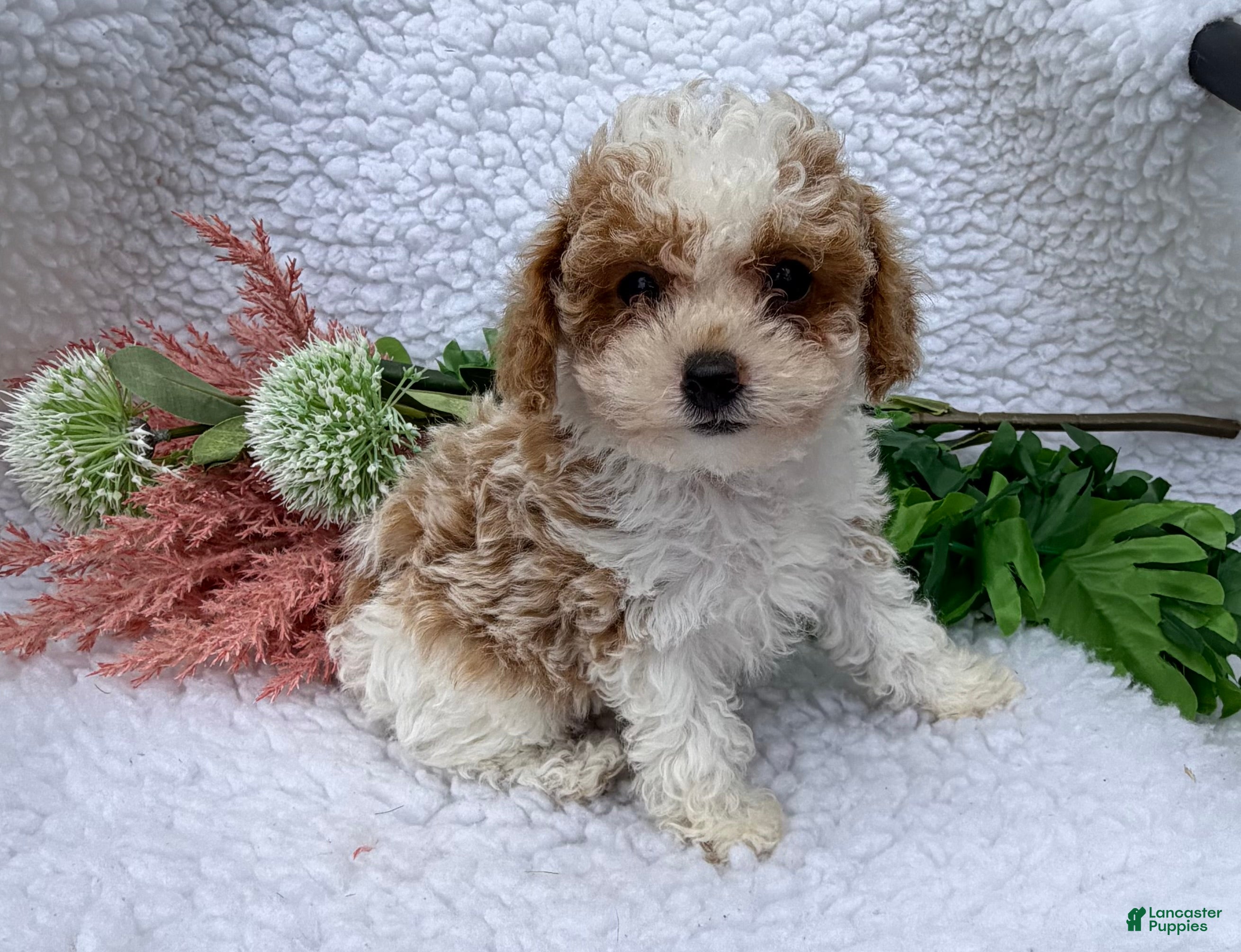 Toy Poodle dogs Jody - Ad 2