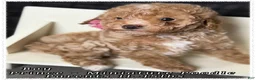 Miniature Poodle dogs for sale: Prince - Ad 8