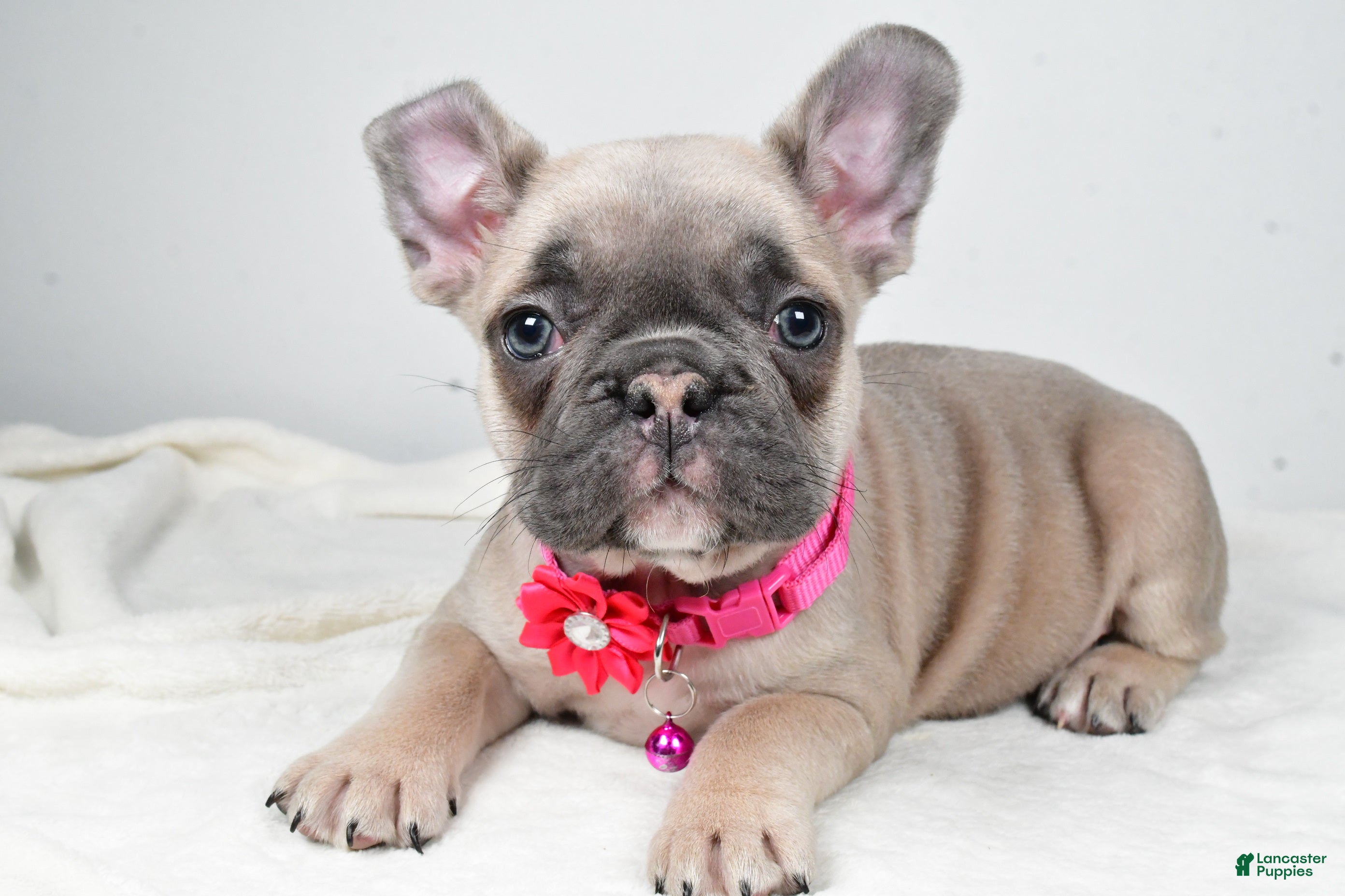 Mixed Breed dogs Reese - Ad 27