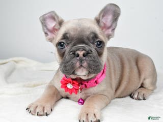 Mixed Breed dogs Reese - Ad 9