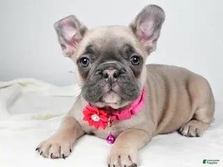 Mixed Breed dogs Reese - Ad 17