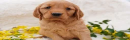 Golden Retriever dogs for sale: Iris - AKC, Genetically Clear - Ad 3
