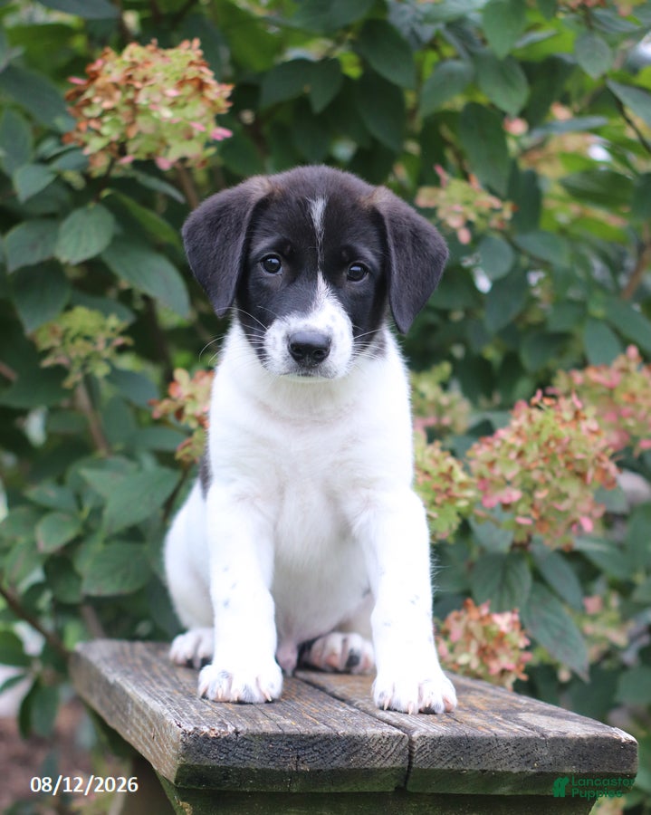 Mixed Breed dogs Sparky - Ad 2