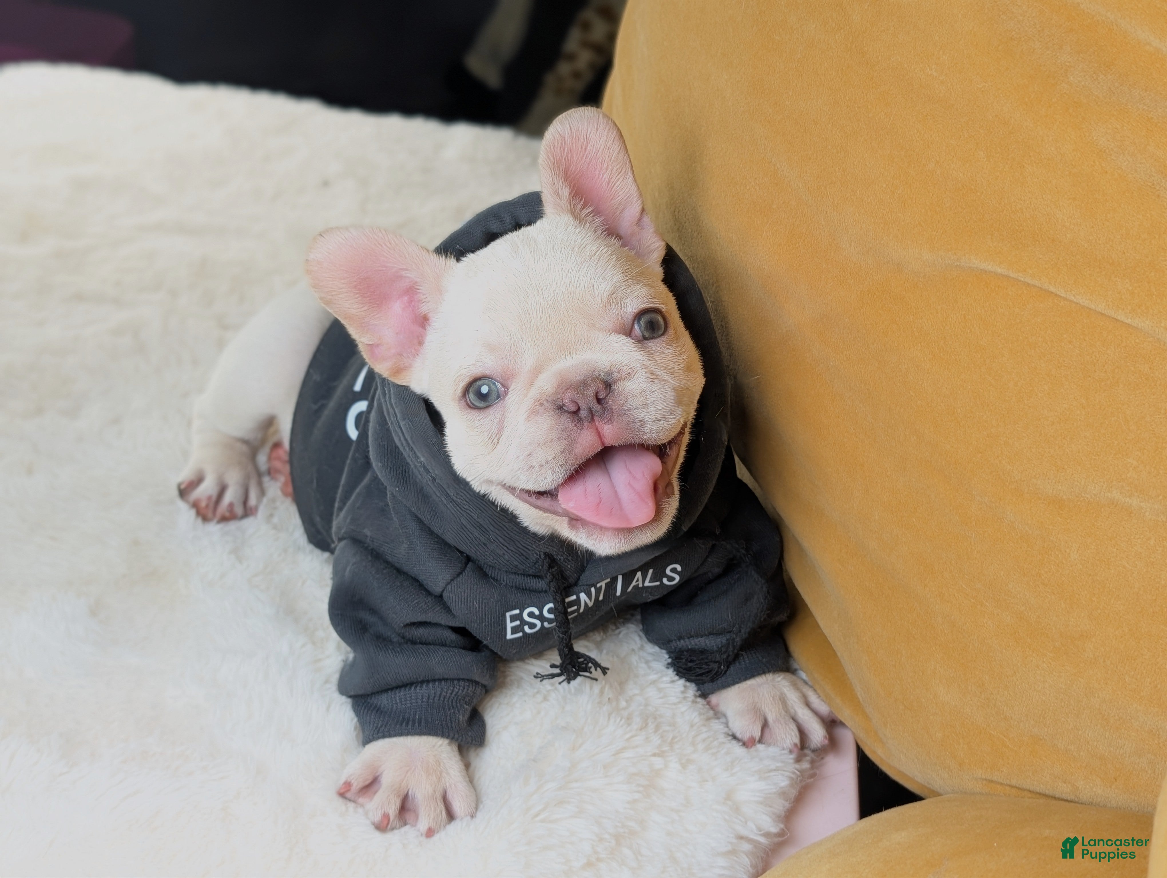 French Bulldog dogs CASEY - Ad 41