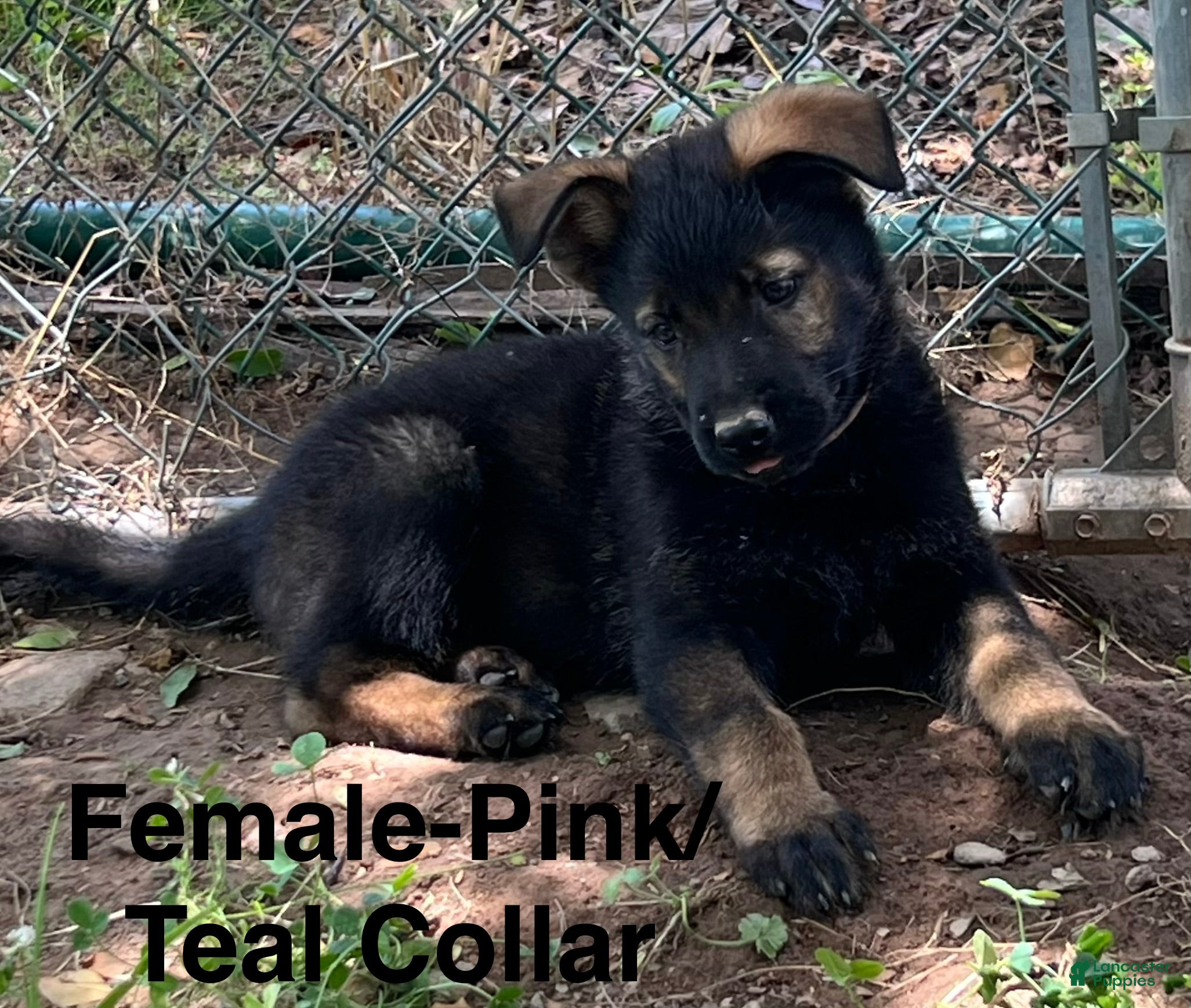 German Shepherd dogs German Shepherd Puppy 7 - Ad 10