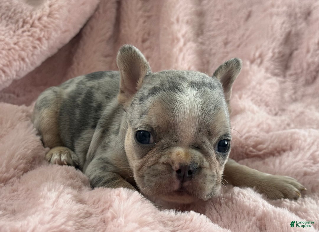 French Bulldog dogs for sale: Willow - Ad 5