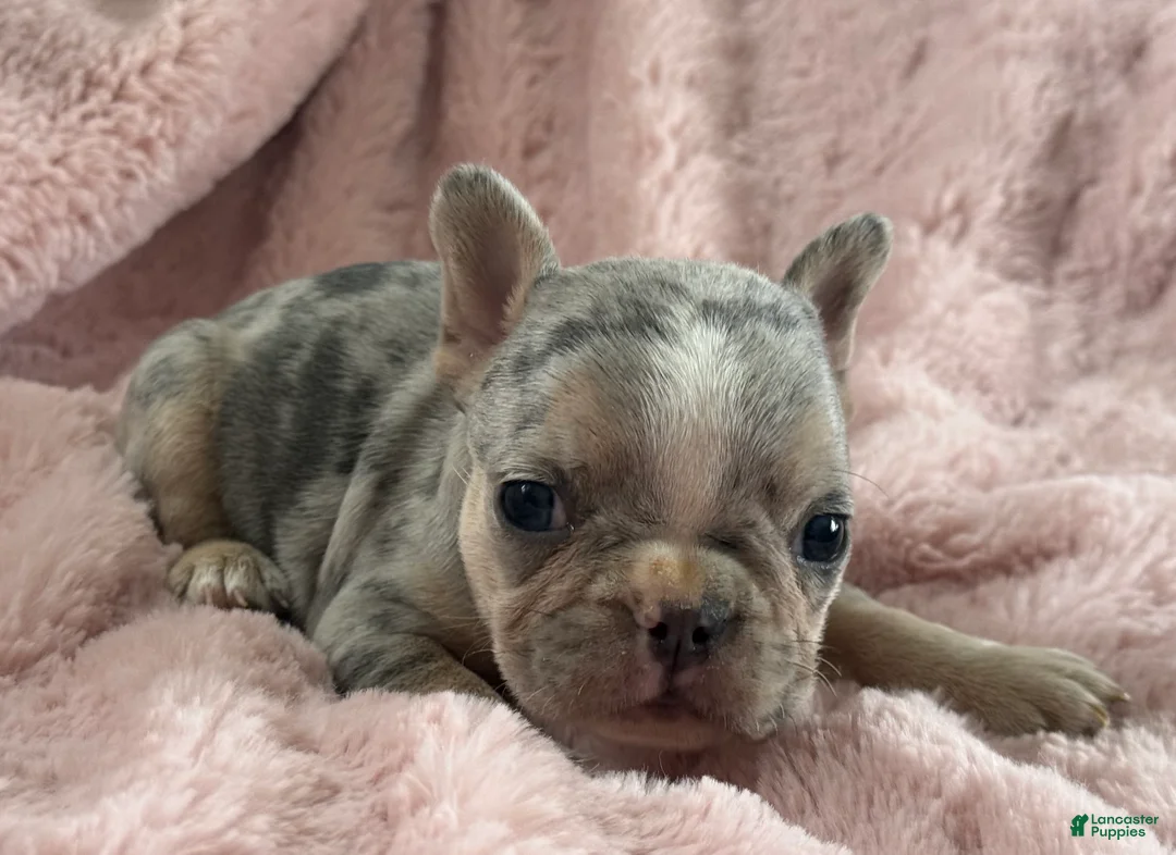 French Bulldog dogs for sale: Willow - Ad 13