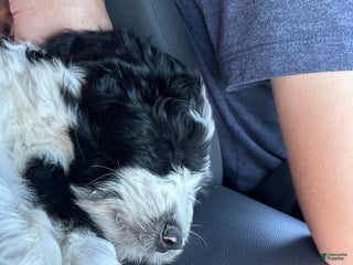 Aussiedoodle dogs Aussiedoodle Puppy 2 - Ad 37