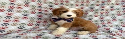 Cavapoo dogs for sale: Cash - Ad 10