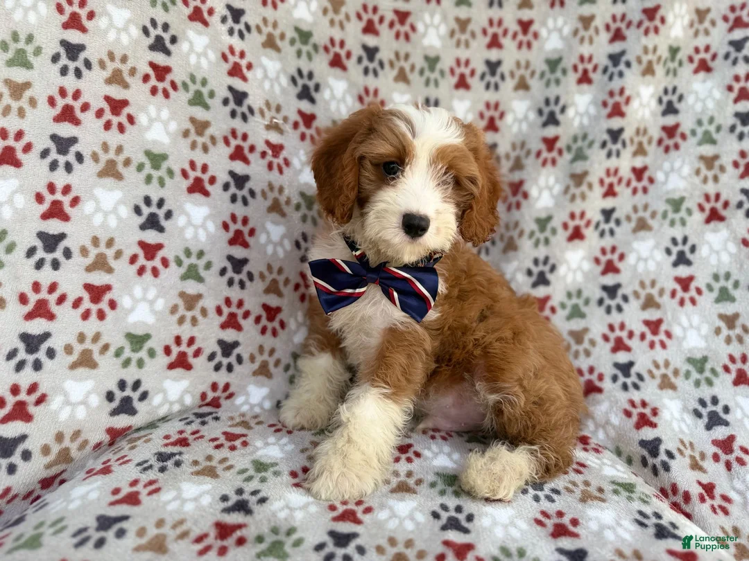 Cavapoo dogs for sale: Cash - Ad 10