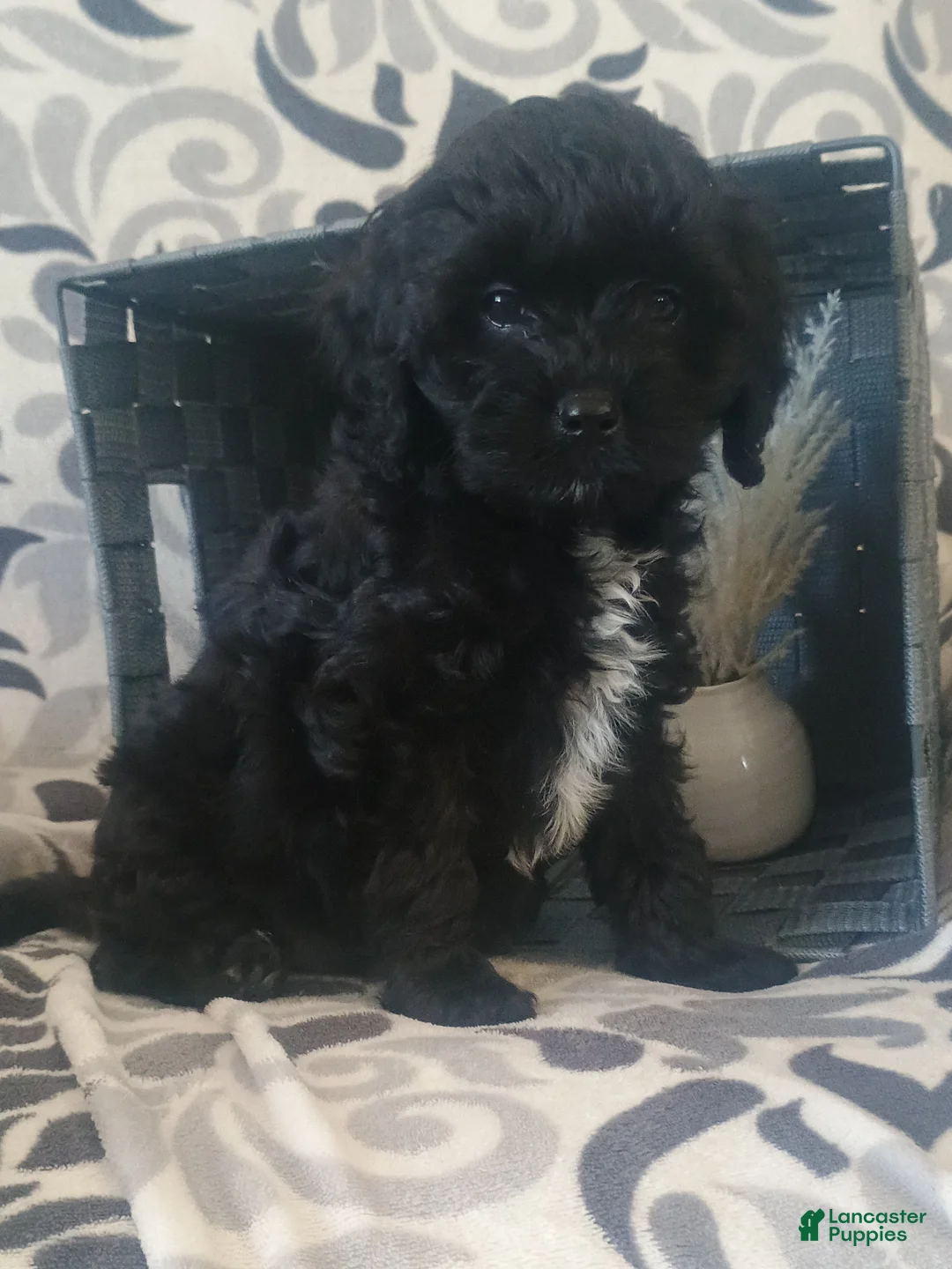 Cavapoo dogs for sale: Rosy - Ad 7