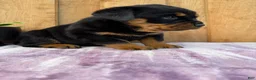 Rottweiler dogs for sale: Stella - Ad 18