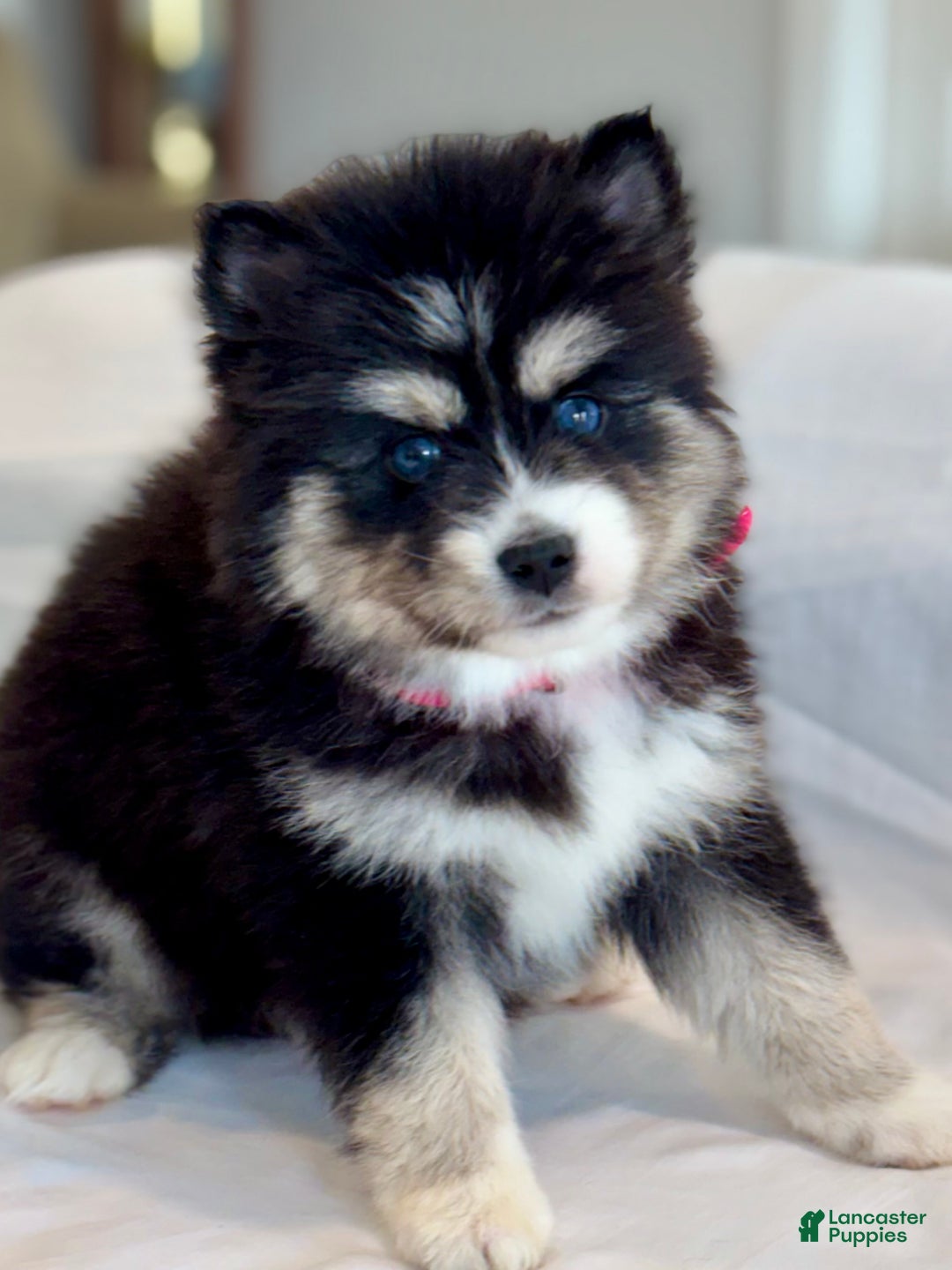 Pomsky dogs for sale: Faith.   Pomsky Puppy 3 - Ad 12